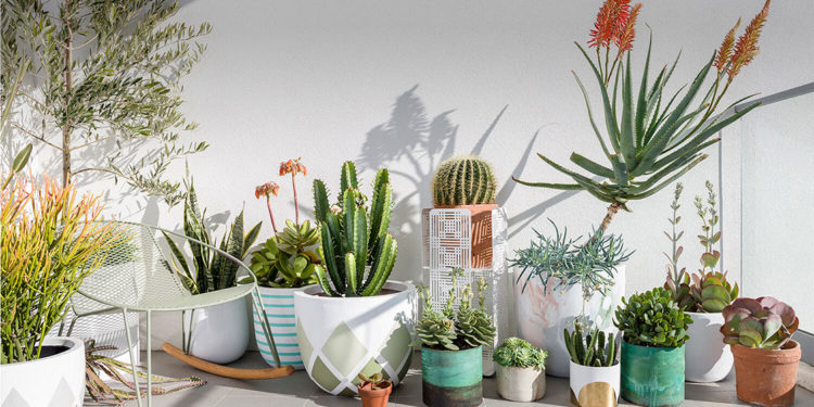 Plant Balance Life