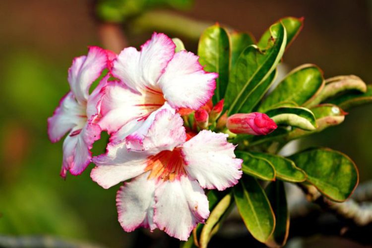rododendron