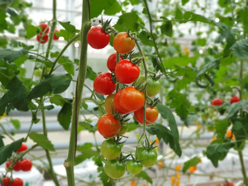 rosnace pomidory