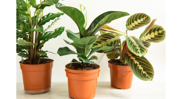 Calathea