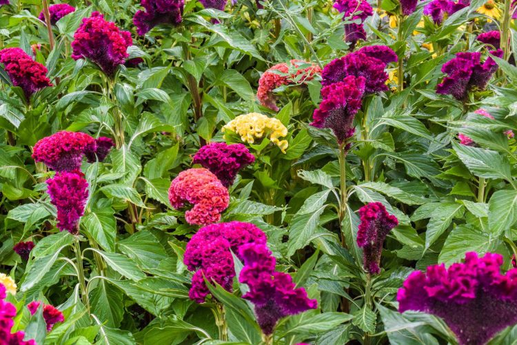 Celozja grzebieniasta