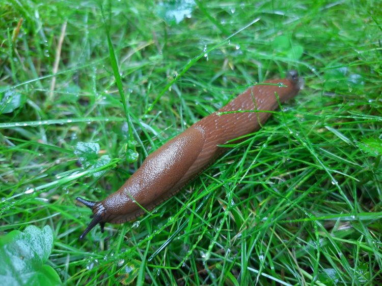 Naturalny wróg ślimaków bez muszli