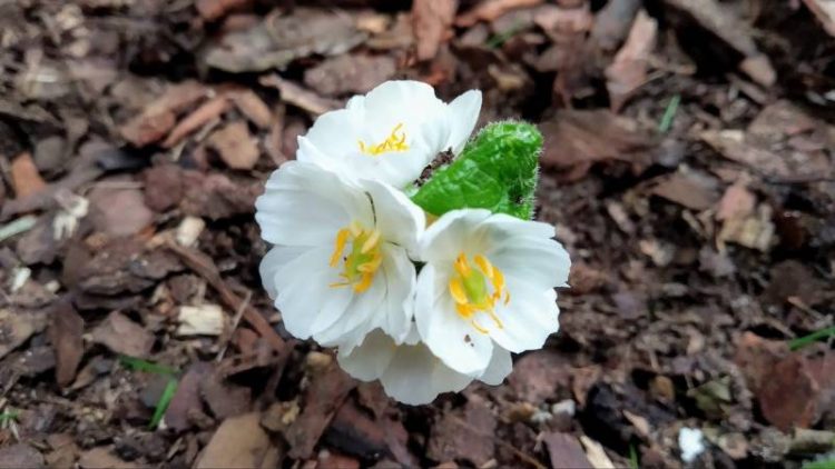 Parasolnik (Diphylleia grayi)