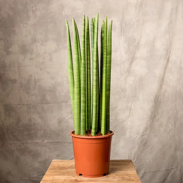 Sansewieria cylindryczna
