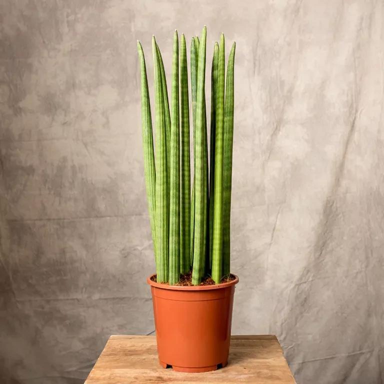 Sansewieria cylindryczna