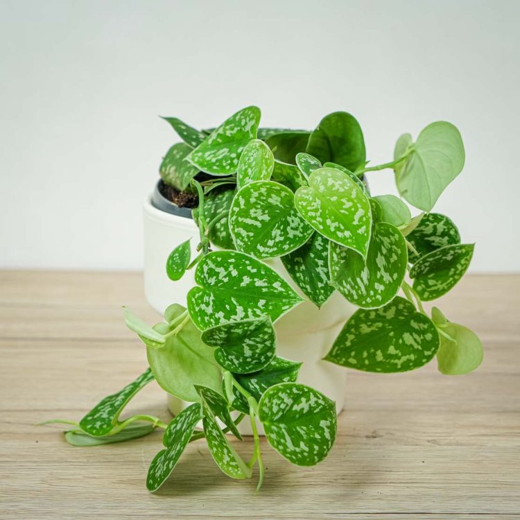 Scindapsus