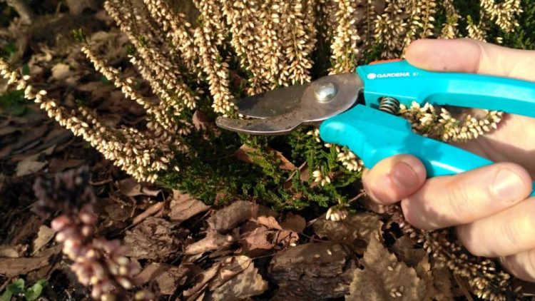 Uschnięte wrzosy po zimie