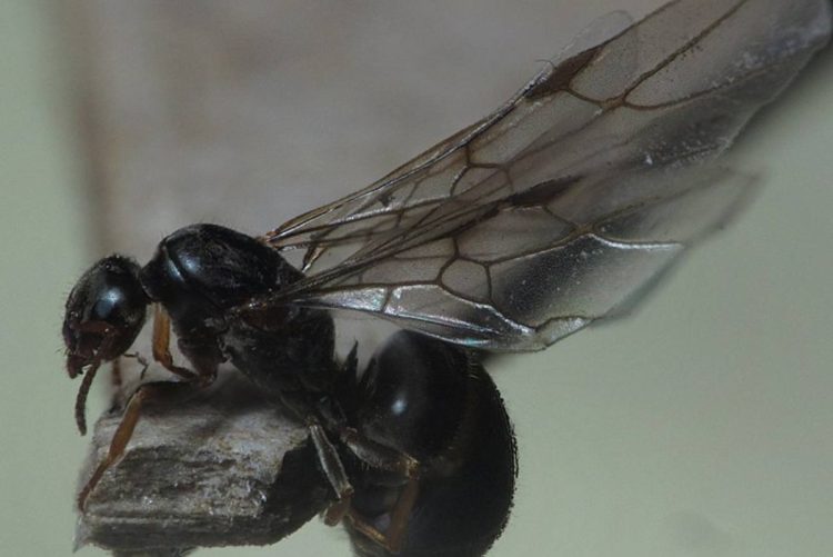 Latające mrówki w mieszkaniu